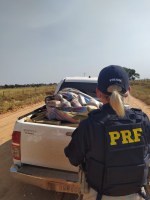 PRF apreende apreendeu 924 Kg de maconha e 63 Kg de skunk em Pedro Gomes (MS)