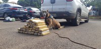 Com auxílio de cães farejadores, PRF apreende 33 Kg de maconha em Jaraguari (MS)