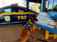 Em Rondonópolis-MT, com auxílio do cão farejador, PRF apreende mais de 47kg de droga em veículo