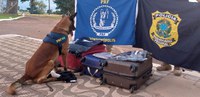 Em Rondonópolis-MT, com auxílio de cão farejador, PRF apreende cocaína sendo transportada em ônibus