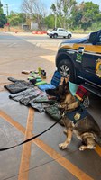 Em Cuiabá-MT, com auxílio de cão farejador, PRF apreende cocaína misturada ao tecido de roupas