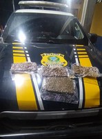 Em Primavera do Leste-MT, PRF apreende skunk escondido em caixa de piscina inflável