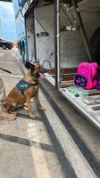 PRF apreende cocaína com auxílio de cão farejador
