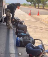 Em Cuiabá-MT, com auxílio de cães farejadores, PRF encontra cocaína escondida em cadeirinhas de bebê