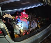 Em Itaúba-MT, PRF apreende 22 galos que estavam sob maus-tratos e seriam utilizados em “rinha”