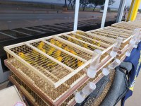 Em Sorriso-MT, PRF resgata 320 aves silvestres