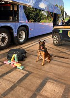 Operação K9: PRF Apreende 8 Quilos de Cocaína em Ônibus com destino a Goiânia
