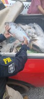 Pescado Ilegal em Sorriso/MT: Colaboração Policial na Proteção Ambiental