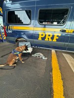 PRF Apreende entorpecentes em ônibus na BR 364: Homem tinha rota de Cuiabá para Goiânia