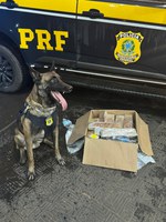 Cão farejador da PRF localiza drogas em ônibus em Rondonópolis/MT