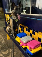 Cão farejador da PRF localiza entorpecente em ônibus na BR-364