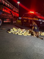 PRF Apreende 114 Tabletes de Skunk em Rondonópolis/MT