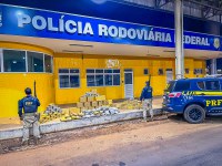 PRF apreende 230 kg de Skunk escondidos em carga de inhame durante fiscalização em Primavera do Leste (MT)