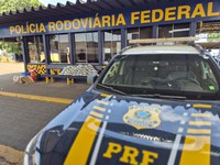 PRF apreende quase 50 kg de skunk e cumpre mandado de prisão na BR-364, em Rondonópolis (MT)