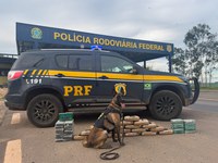 PRF encontra mais de 46 kg de drogas escondidas sob cama de caminhão na BR-364