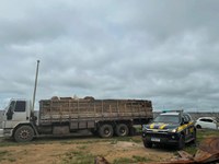 Cerca de 200m³ de madeira ilegal foram apreendidos pela PRF no Mato Grosso esta semana