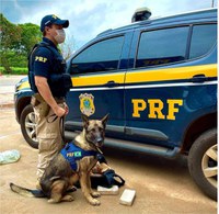 Grupo de Operação com Cães da PRF apreende drogas em ônibus no município de Cuiabá-MT