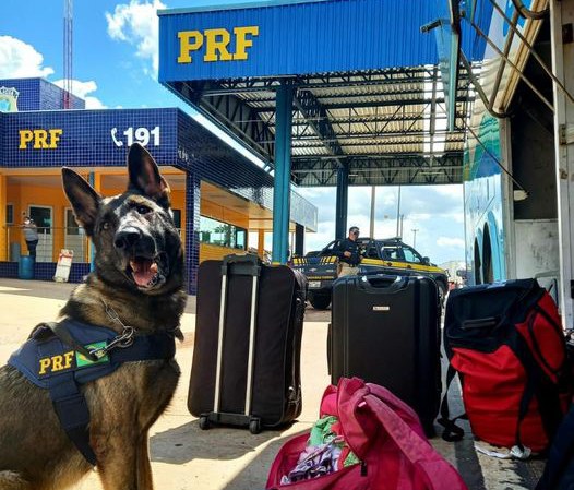 Mulher é presa transportando cocaína em ônibus interestadual