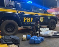 Cão farejador ajuda PRF a apreender mais de 18 kg de Skunk em ônibus interestadual em Rondonópolis/MT