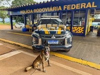 Fim de semana tem apreensões de drogas e contrabando em rodovias federais de Mato Grosso