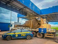 Operação Madeira Nativa V: PRF registra 27 ocorrências de crimes ambientais em 10 dias em Rondonópolis (MT)