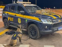 PRF apreende 15 kg de maconha em ônibus interestadual durante fiscalização em Rondonópolis-MT