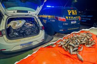 PRF apreende carga irregular de pescado e cumpre mandado de prisão em Várzea Grande (MT)
