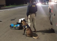 PRF apreende 35 kg de Cloridrato de Cocaína com passageiras de ônibus na Fernão Dias