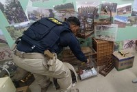 PRF resgata pássaros silvestres na Fernão Dias em Pouso Alegre (MG)