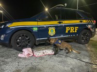 PRF prende passageira de ônibus portando travesseiro recheado com “supermaconha”