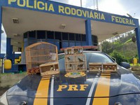 PRF prende motorista com 10 pássaros da fauna silvestre em Betim (MG)