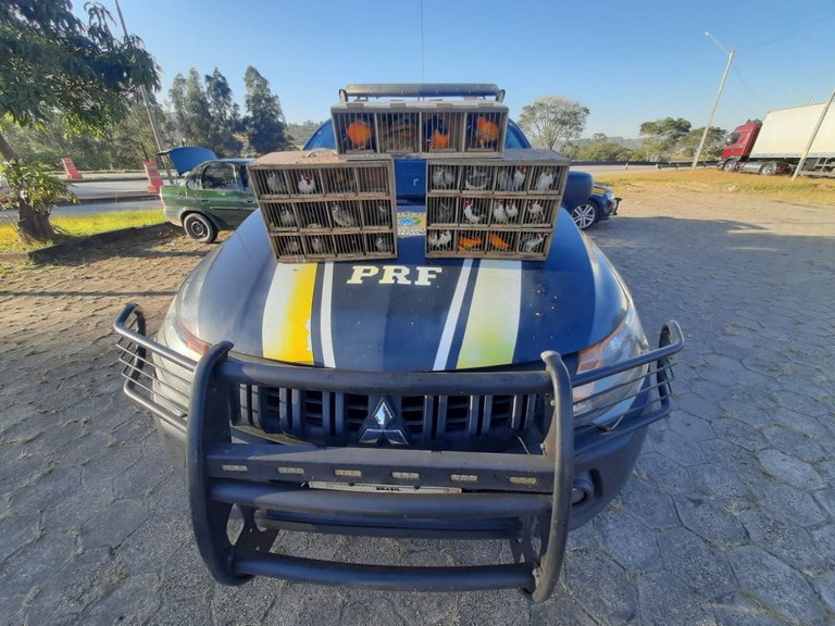 Pássaros Oliveira.jpeg