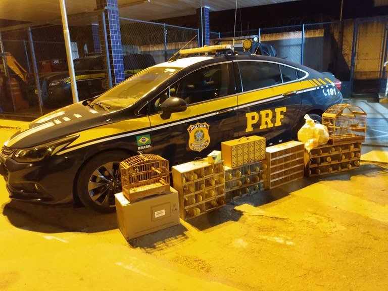 Pássaros Caxambu Nov 23.jpeg