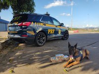 PRF apreende Cloridrato de Cocaína e Pasta Base com passageira de ônibus na BR 381