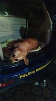 PRF resgata cachorra atropelada na BR-364, em Frutal (MG)