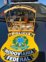 PRF resgata pássaro silvestre na BR-381, em Pouso Alegre (MG)