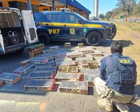 PRF resgata cerca de 1.400 aves silvestres transportadas em condições de maus-tratos em Sete Lagoas/MG