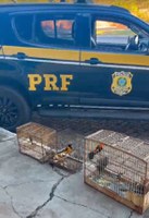 PRF resgata aves silvestres transportadas ilegalmente na BR-251, em Padre Carvalho (MG)