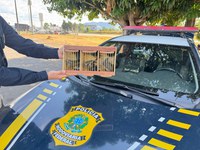PRF resgata pássaros silvestres em fiscalização na BR 381 em Pouso Alegre (MG)