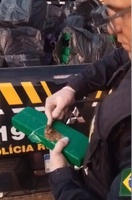 PRF apreende cerca de 1,7 tonelada de maconha após tombamento de carreta na BR-381, em Caeté (MG)