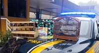 PRF resgata aves silvestres transportadas irregularmente na BR-267, em Caxambu (MG)