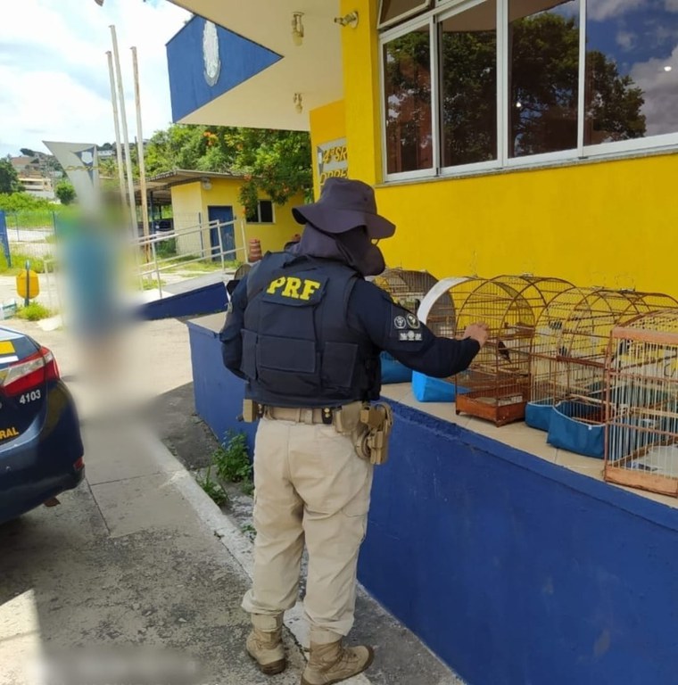 Pássaros Sabará.jpeg