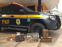 PRF resgata pássaros durante fiscalização em Governador Valadares (MG)
