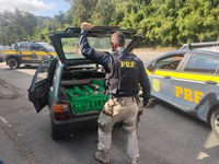 PRF apreende aproximadamente 200 quilos de maconha em Juiz de Fora (MG)