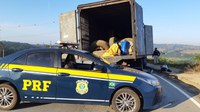 PRF detém quadrilha especializada em roubo a veículos de carga, em Betim (MG)