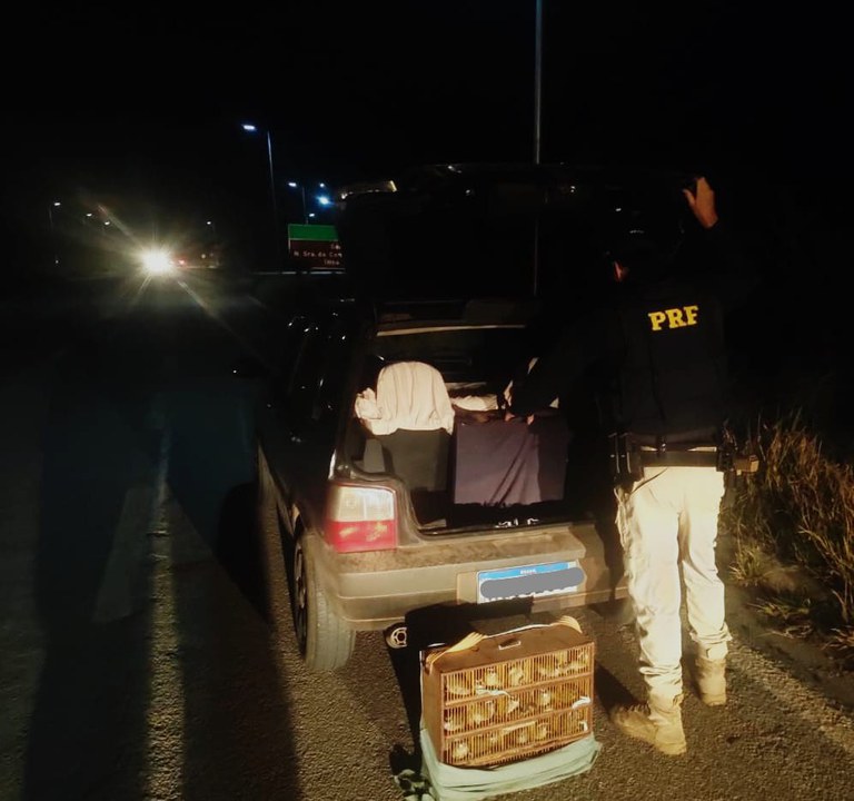 PRF apreende mais de 100 pássaros silvestres dentro de veículo em Caxambu(MG)