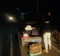 PRF apreende mais de 100 pássaros silvestres dentro de veículo em Caxambu(MG)