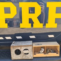 PRF resgata aves silvestres, em Patos de Minas (MG)