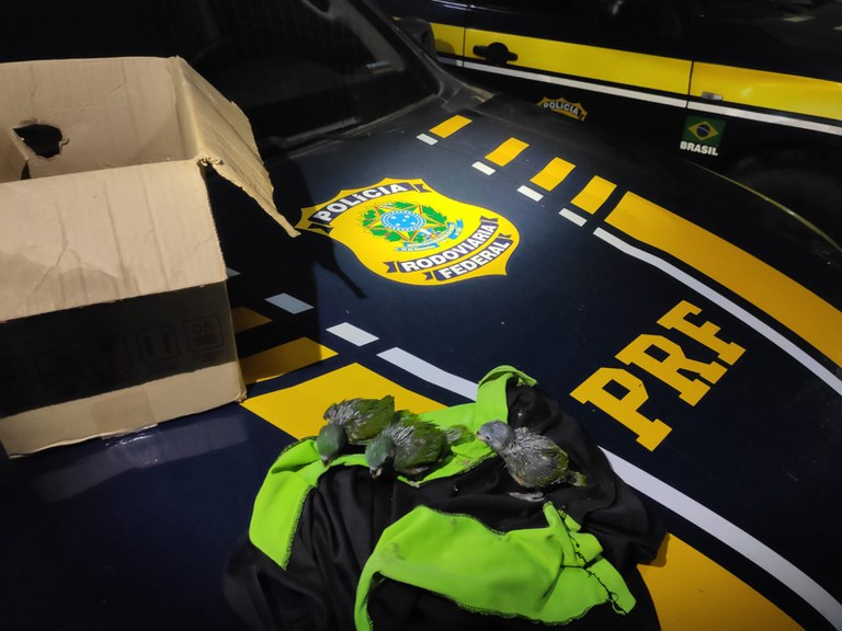 Ocorrência aves - crime ambiental.jpeg