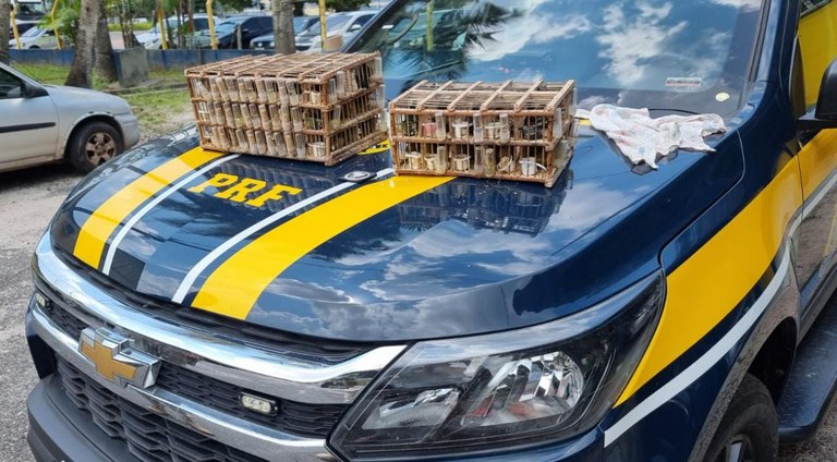 PRF resgata 60 aves silvestres, em Benevides/PA